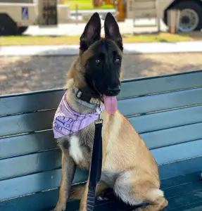 Dog trainer, girlfriend covered up deaths of at least 11 dogs, police say. They face felony charges