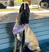 Dog trainer, girlfriend covered up deaths of at least 11 dogs, police say. They face felony charges