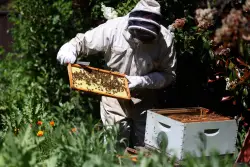 Cupertino Historical Museum mounts a honey of an exhibit