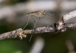 West Nile virus detected in Contra Costa County