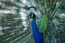 'A stab in the heart'; Beloved peacocks reported stolen from historic California hotel